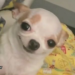 Meet your Posher, Minerva